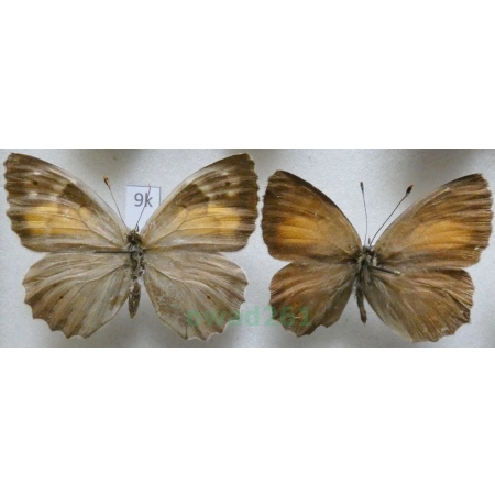 Kirinia climene valentinae (Miller, 1923) pair Turkey9k